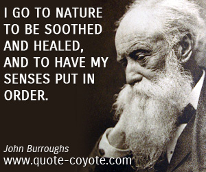 John Burroughs - I go to nature to be soothed and healed, and to have my senses put in order.